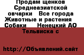 Продам щенков Среднеазиатской овчарки - Все города Животные и растения » Собаки   . Ненецкий АО,Тельвиска с.